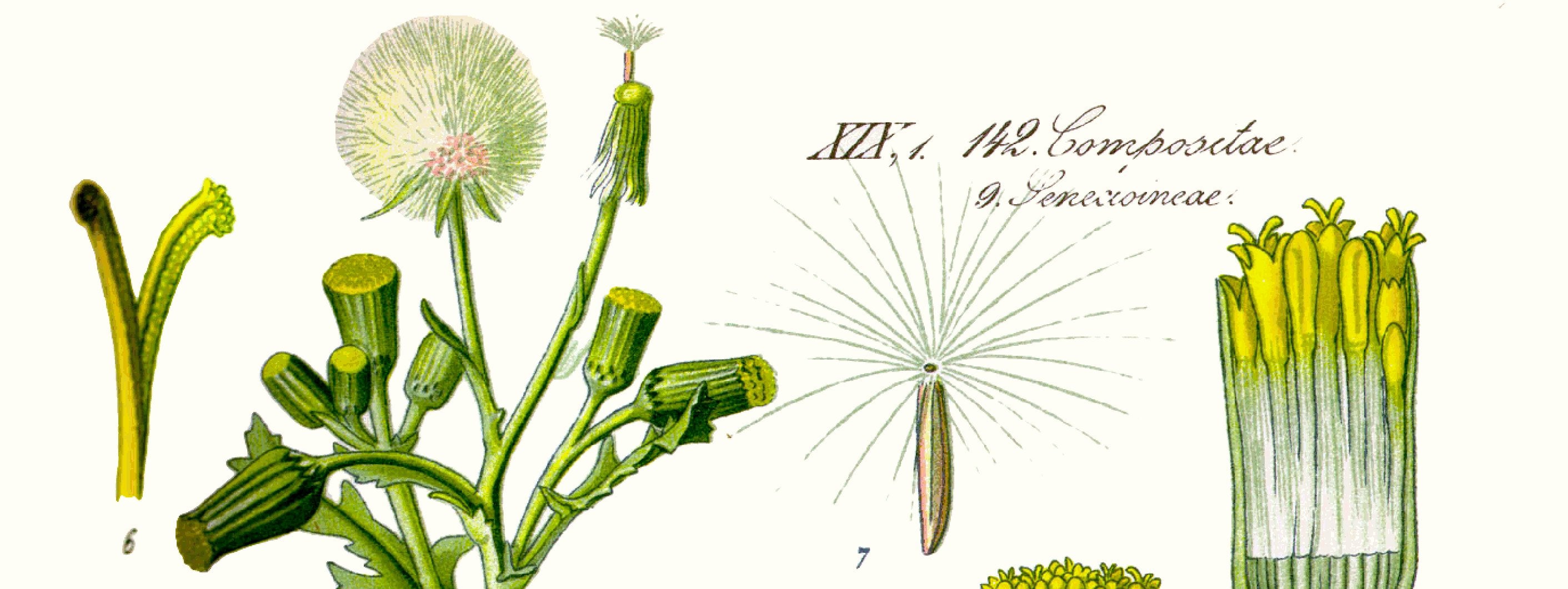 Gamle hånddekorerede botaniske illustrationer – PosterTale, image size:2823x1061