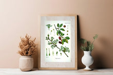 Indlæs billede til gallerivisning Plakat med gammel hånddekoreret tegning af en mirabelle busk