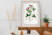 Indlæs billede til gallerivisning Plakat med gammel hånddekoreret tegning af rødkløver