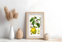 Indlæs billede til gallerivisning Plakat med gammel hånddekoreret tegning af et kvædetræ