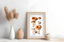 Indlæs billede til gallerivisning Plakat med gammel hånddekoreret tegning af rynket mælkehat