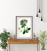 Indlæs billede til gallerivisning Plakat med gammel hånddekoreret tegning af et kvædetræ