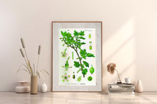 Indlæs billede til gallerivisning Plakat med gammel hånddekoreret tegning af en stikkelbær busk