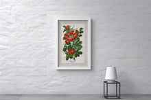 Indlæs billede til gallerivisning Plakat med gammel hånddekoreret tegning af en hyben busk