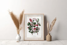 Indlæs billede til gallerivisning Plakat med gammel hånddekoreret tegning af en rips busk