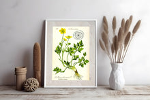 Indlæs billede til gallerivisning Plakat med gammel hånddekoreret tegning af en smørblomst