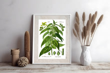 Indlæs billede til gallerivisning Plakat med gammel hånddekoreret tegning af en Brændenælde
