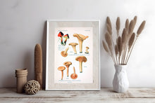 Indlæs billede til gallerivisning Plakat med gammel hånddekoreret tegning af kantareller