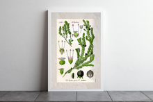 Indlæs billede til gallerivisning Plakat med gammel hånddekoreret tegning af en sortebær busk