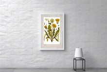 Indlæs billede til gallerivisning Plakat med gammel hånddekoreret tegning af en mælkebøtte