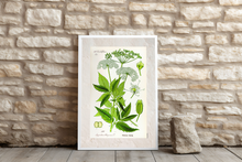Indlæs billede til gallerivisning Plakat med gammel hånddekoreret tegning af skvalderkål