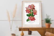 Indlæs billede til gallerivisning Plakat med gammel hånddekoreret tegning af chilensk ildbusk