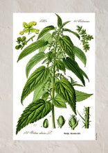 Indlæs billede til gallerivisning Plakat med gammel hånddekoreret tegning af en Brændenælde
