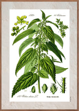 Indlæs billede til gallerivisning Plakat med gammel hånddekoreret tegning af en Brændenælde