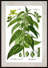 Indlæs billede til gallerivisning Plakat med gammel hånddekoreret tegning af en Brændenælde