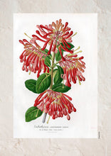 Indlæs billede til gallerivisning Plakat med gammel hånddekoreret tegning af chilensk ildbusk