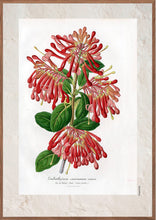 Indlæs billede til gallerivisning Plakat med gammel hånddekoreret tegning af chilensk ildbusk