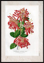 Indlæs billede til gallerivisning Plakat med gammel hånddekoreret tegning af chilensk ildbusk