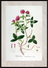 Indlæs billede til gallerivisning Plakat med gammel hånddekoreret tegning af rødkløver