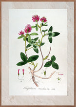 Indlæs billede til gallerivisning Plakat med gammel hånddekoreret tegning af rødkløver