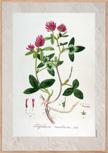 Indlæs billede til gallerivisning Plakat med gammel hånddekoreret tegning af rødkløver