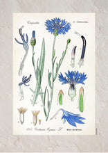 Indlæs billede til gallerivisning Plakat med gammel hånddekoreret tegning af en kornblomst