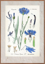 Indlæs billede til gallerivisning Plakat med gammel hånddekoreret tegning af en kornblomst