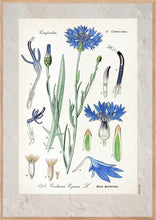 Indlæs billede til gallerivisning Plakat med gammel hånddekoreret tegning af en kornblomst