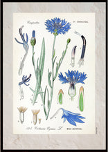 Indlæs billede til gallerivisning Plakat med gammel hånddekoreret tegning af en kornblomst