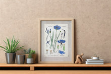 Indlæs billede til gallerivisning Plakat med gammel hånddekoreret tegning af en kornblomst