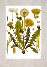 Indlæs billede til gallerivisning Plakat med gammel hånddekoreret tegning af en mælkebøtte