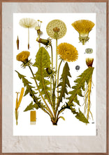 Indlæs billede til gallerivisning Plakat med gammel hånddekoreret tegning af en mælkebøtte