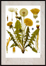 Indlæs billede til gallerivisning Plakat med gammel hånddekoreret tegning af en mælkebøtte