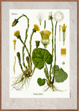 Indlæs billede til gallerivisning Plakat med gammel hånddekoreret tegning af en Smørblomst