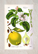 Indlæs billede til gallerivisning Plakat med gammel hånddekoreret tegning af et kvædetræ