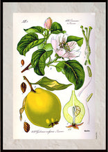 Indlæs billede til gallerivisning Plakat med gammel hånddekoreret tegning af et kvædetræ