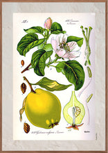 Indlæs billede til gallerivisning Plakat med gammel hånddekoreret tegning af et kvædetræ