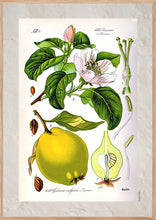 Indlæs billede til gallerivisning Plakat med gammel hånddekoreret tegning af et kvædetræ