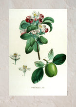 Indlæs billede til gallerivisning Plakat med gammel hånddekoreret tegning af et kvædetræ