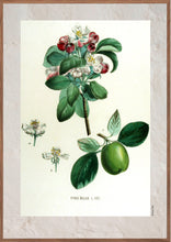 Indlæs billede til gallerivisning Plakat med gammel hånddekoreret tegning af et kvædetræ