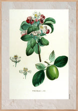 Indlæs billede til gallerivisning Plakat med gammel hånddekoreret tegning af et kvædetræ