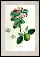 Indlæs billede til gallerivisning Plakat med gammel hånddekoreret tegning af et kvædetræ