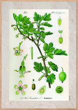 Indlæs billede til gallerivisning Plakat med gammel hånddekoreret tegning af en stikkelbær busk