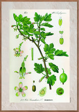Indlæs billede til gallerivisning Plakat med gammel hånddekoreret tegning af en stikkelbær busk