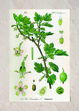 Indlæs billede til gallerivisning Plakat med gammel hånddekoreret tegning af en stikkelbær busk