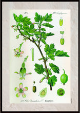 Indlæs billede til gallerivisning Plakat med gammel hånddekoreret tegning af en stikkelbær busk