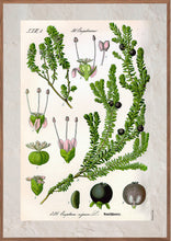 Indlæs billede til gallerivisning Plakat med gammel hånddekoreret tegning af en sortebær busk