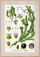 Indlæs billede til gallerivisning Plakat med gammel hånddekoreret tegning af en sortebær busk