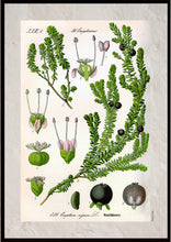 Indlæs billede til gallerivisning Plakat med gammel hånddekoreret tegning af en sortebær busk