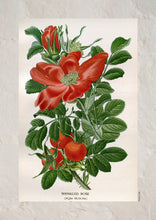 Indlæs billede til gallerivisning Plakat med gammel hånddekoreret tegning af en hyben busk